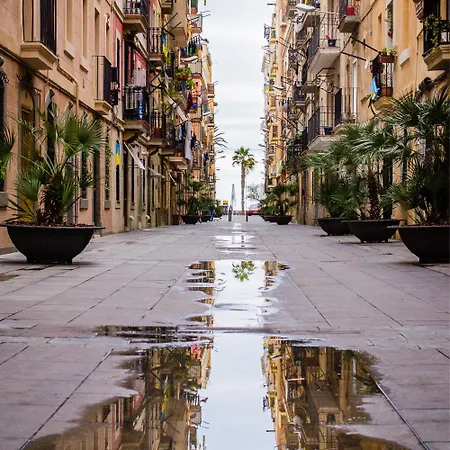 Curious By Alegria * Barcelona